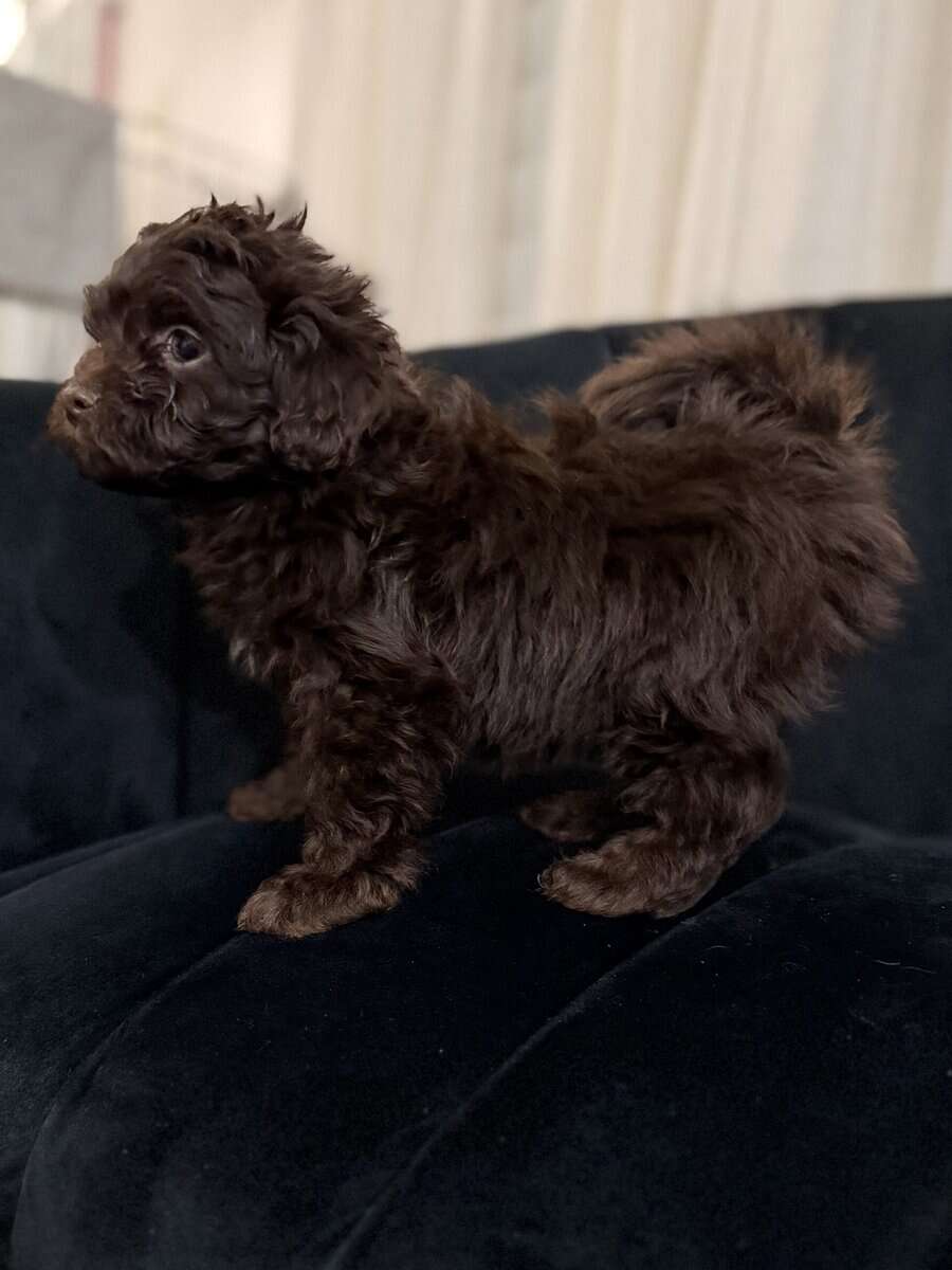 Mini F1B Aussiedoodles | 8-12lbs image 4