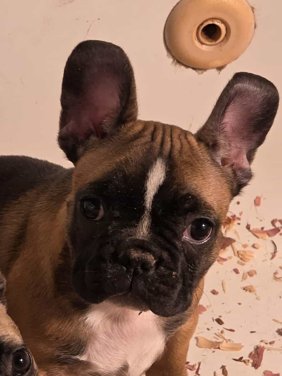 Frenchie image 5