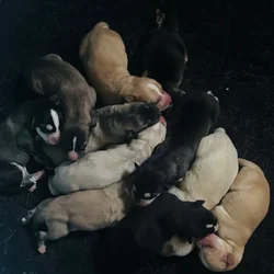Alaskan Husky puppies