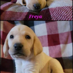 AKC & UKC Lab Puppies