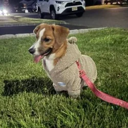 CORGI DACHSHUND needs new home.