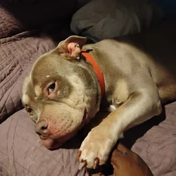 Bully pitbull