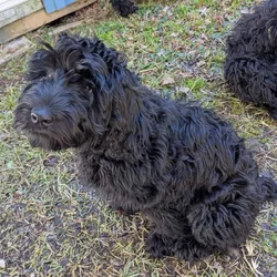 Sweet Whoodle Puppies