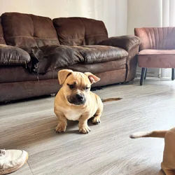 Pocket bullies sell