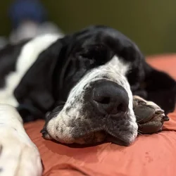 Loving Great Dane