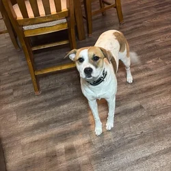 Loveable Dog
