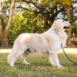 AKC health tested Golden retriever for STUD