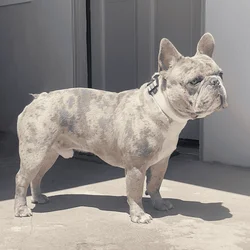 Merle Pocket Bully French Bulldog Male 7yrs
