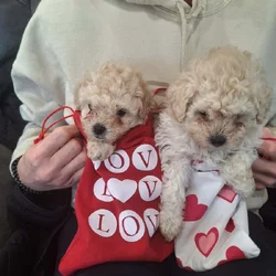 Toy Poodles puppies