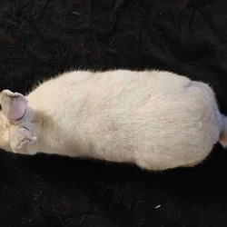 Frosty Czech Rabbit