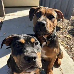 Pitbull Puppies looking for forever home!!!