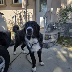 Great Pyrenees/cane corso mix