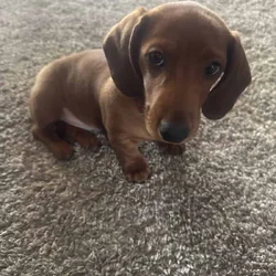 Mini Dachshund Puppy