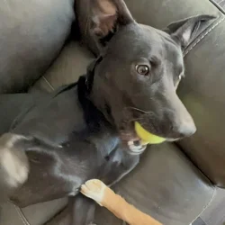 LUCKY – 60 lb Lab Mix