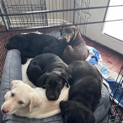 AKC Lab Puppies Ready For Forever Home