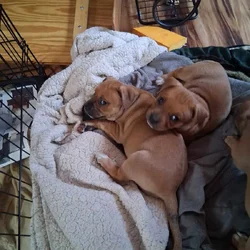 Free puppies to a good home 2 boys 2 girls