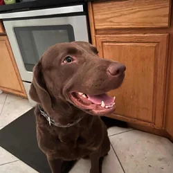 Chesapeake Bay Retriever