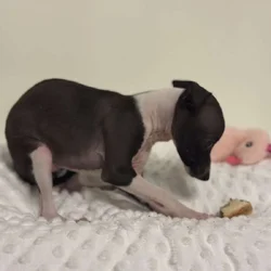 Tiny Iggy Girl
