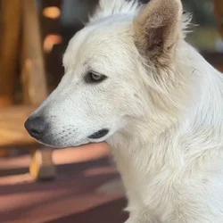 Free golden retriever husky mix