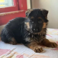 Available German Shepherd Puppies