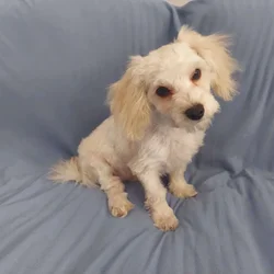 Monty is in-home raised in Michigan, non-shedding