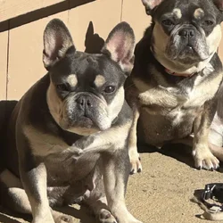 2 French bull dogs - small rehoming fee $25