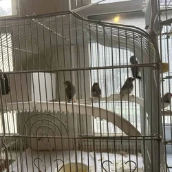 Zebra finches