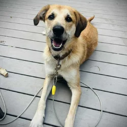 Gunner needs a great home
