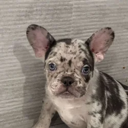 French bulldog blue merle