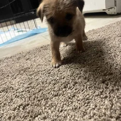 Puppies need a forever home