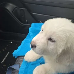 Great pyrenees puppy