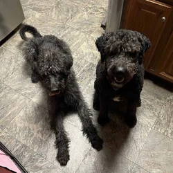 Schnoodle and Aussiedoodle