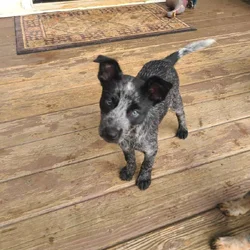 11 week old blue heeler pups