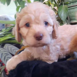 Cockapoo Puppies For Sale