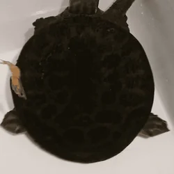 Rehoming Softshell Turtle