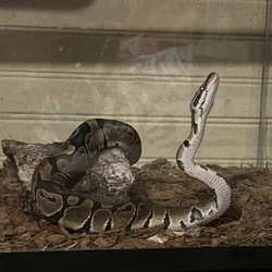 Balled python morph with tank