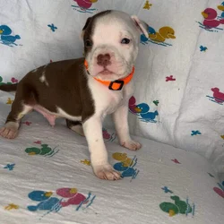 Pitt Bull Puppies