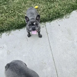 French bulldog