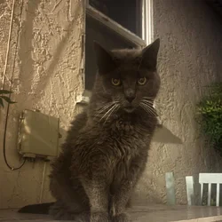 Senior kitty needs a real home and human bed!