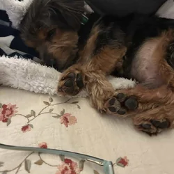Super Spud Yorki/ Terrier