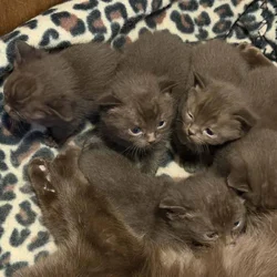 British Shorthair Kittens