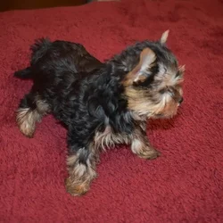Male Yorkie