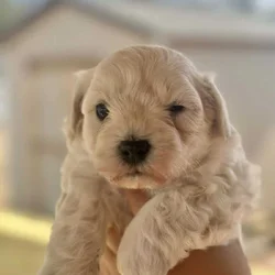 Maltipoo Puppies