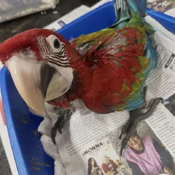 Baby Green Wing Macaw
