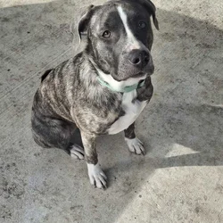 Need to find Juno a new home!!!