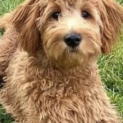Miniature Goldendoddle