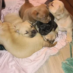Pocket bullies for sell