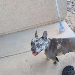 Female Frenchie - Sheila