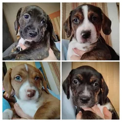 Puppies