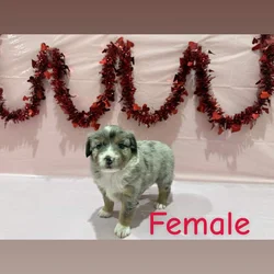 Need a Valentine? These babies are perfect!